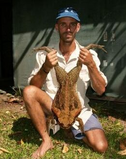 Large Cane Toad